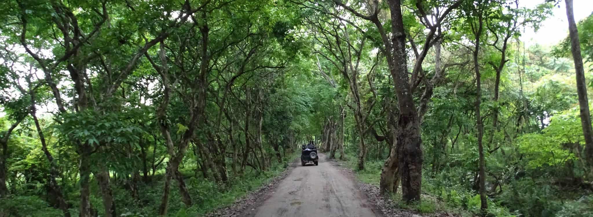 Wildlife trip to the Kaziranga National Park